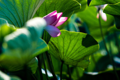 آغاز شکفتن نیلوفرهای آبی تالاب انزلی 